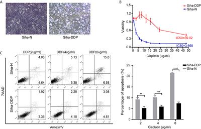 ADGRG1 Is a Predictor of Chemoresistance and Poor Survival in Cervical Squamous Carcinoma